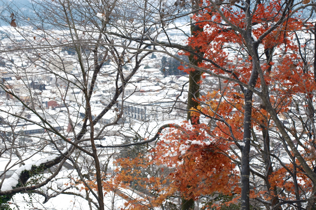 豪雪地帯のなごり紅葉３