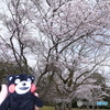 人吉市にて桜巡り１９