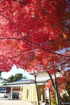 岡崎城公園の紅葉１０