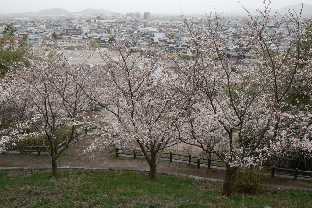 3月末急開花した桜１１