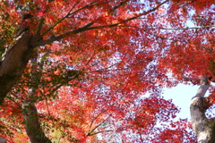 今年最後の見頃であろう紅葉in高台寺１