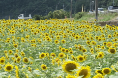 灼熱の太陽に照らされる満開の笑み４