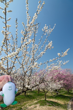 ３月後半でも満開までもう少しな梅４