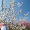 ３月後半でも満開までもう少しな梅４
