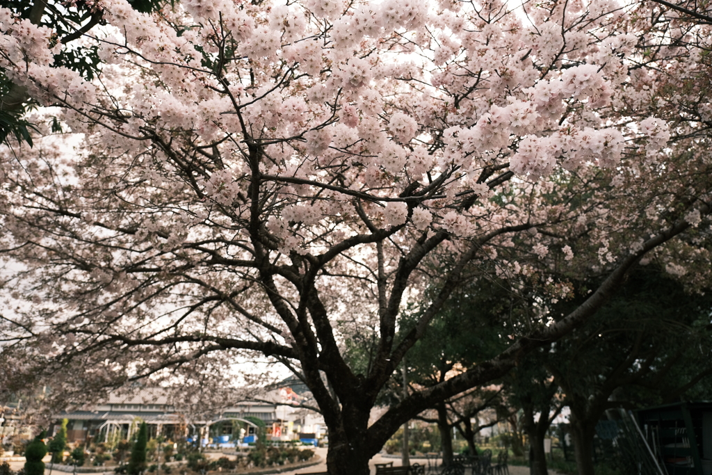 今年の桜は見頃のタイミングに難攻した挙句散り始め、綾部にて２０