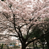 今年の桜は見頃のタイミングに難攻した挙句散り始め、綾部にて２０