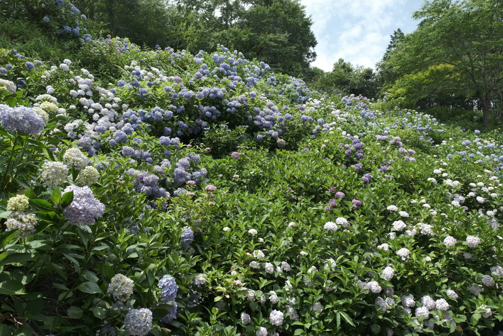 6月末も真夏に劣らぬ暑さの紫陽花３