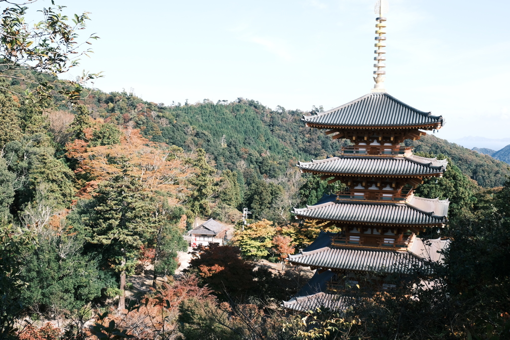 11/6、成相寺周辺の見頃は早かった模様２