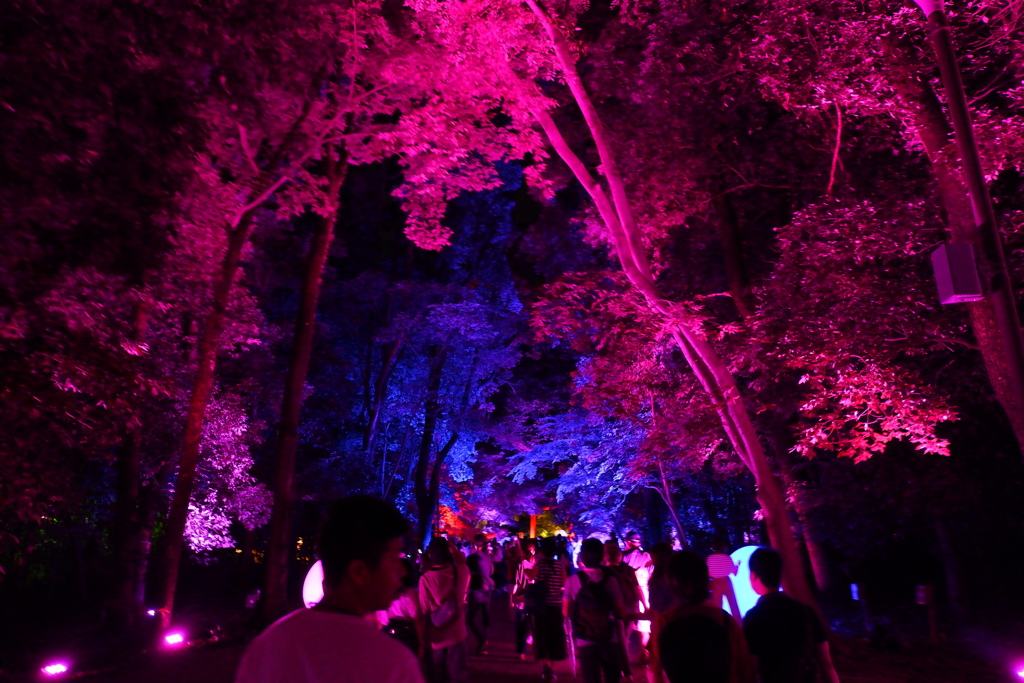 下鴨神社 糺の森の光の祭３