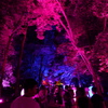 下鴨神社 糺の森の光の祭３
