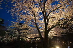 終電迄時間がなかったので大急ぎで撮った夜桜、兼六園２