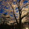 終電迄時間がなかったので大急ぎで撮った夜桜、兼六園２