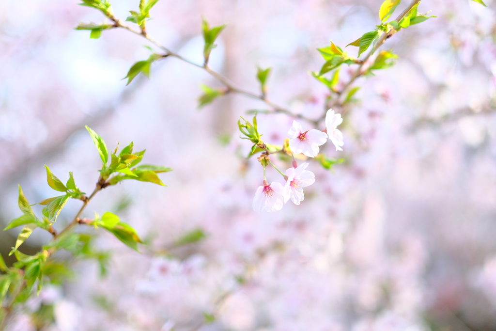 中山寺の桜５