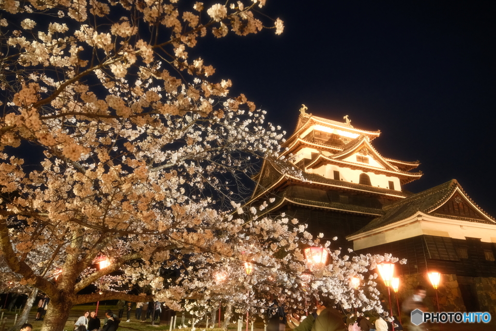 松江城の夜桜６