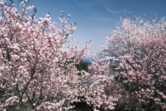 桜の季節の週末にここまで晴れた日が続くのはもうないと思って１４