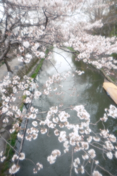 3月末急開花した桜３