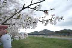 今年の桜は見頃のタイミングに難攻した挙句散り始め、綾部にて１５