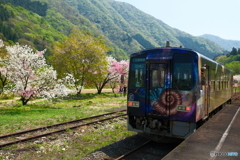 桜が終わっても見れた花見１