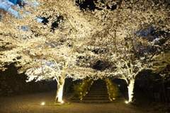 今年の桜巡りは詰め込みすぎて、福知山城夜桜６