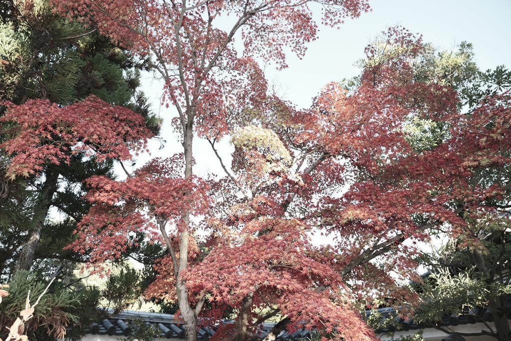 仕事は休業中、紅葉は播州、好古園にて４