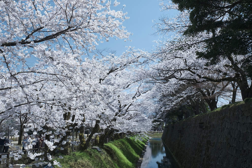 快晴の桜日和、金沢城公園にて４
