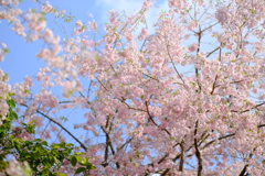 大美和の杜 展望台周辺の桜5