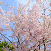 大美和の杜 展望台周辺の桜5