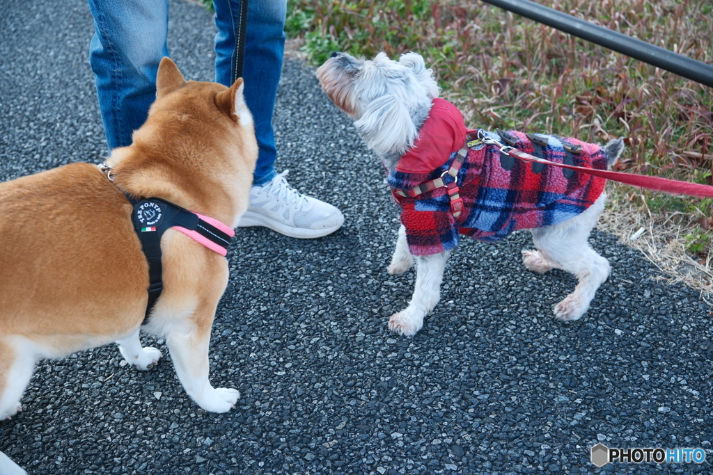 おやつをねだるワンちゃん達