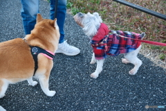 おやつをねだるワンちゃん達