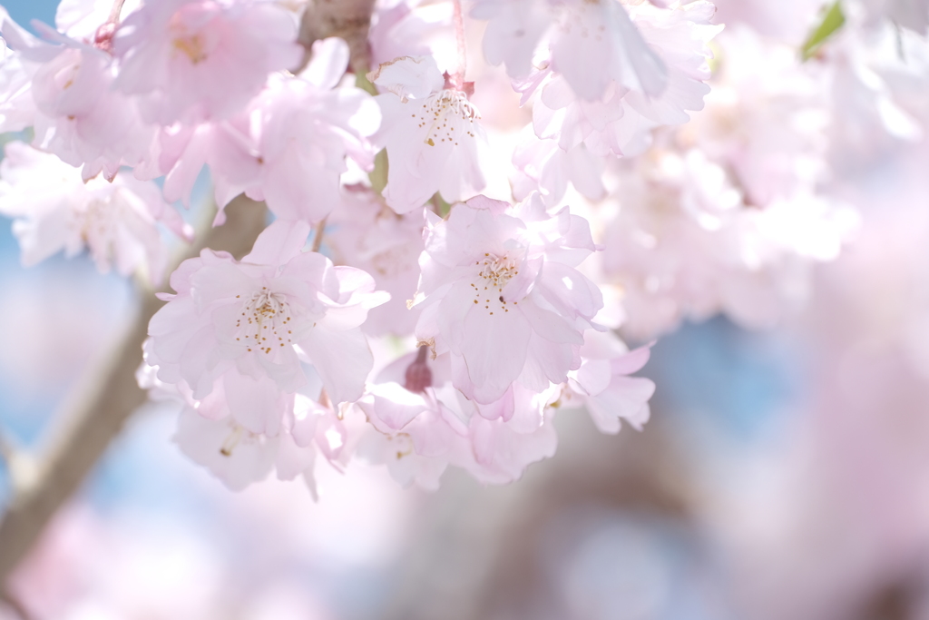 桜の季節が終わった時、GWで滋賀へと異動となります７