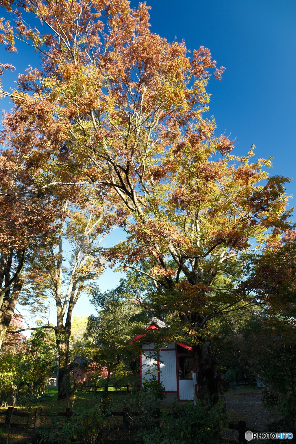 思えば九州で紅葉を撮りに行くのは初めての旅だった１６