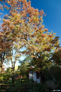 思えば九州で紅葉を撮りに行くのは初めての旅だった１６