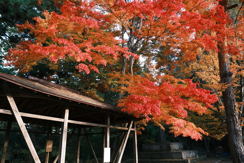 飛騨の里を巡った後、駆け足で巡る飛騨高山の紅葉４