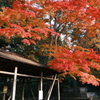 飛騨の里を巡った後、駆け足で巡る飛騨高山の紅葉４