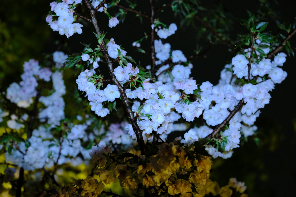 清水寺、桜のライトアップ2