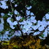 清水寺、桜のライトアップ2