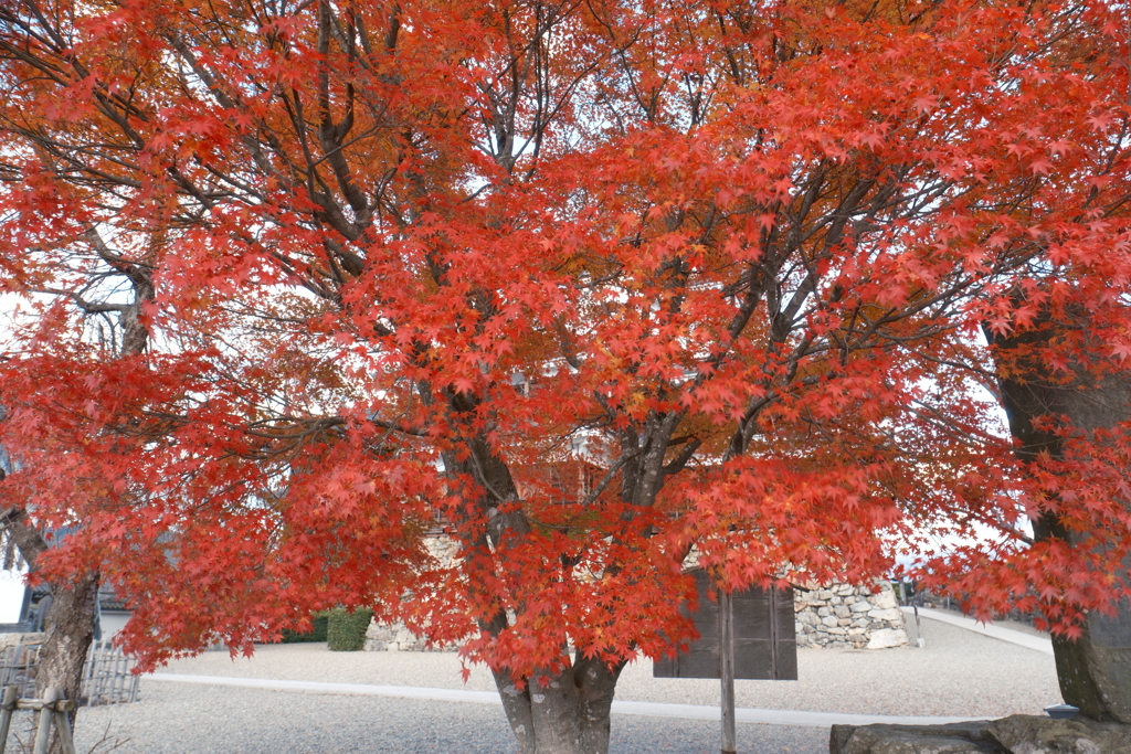 12月の紅葉２２