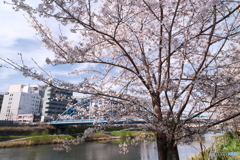 熊本市とある河川周辺の桜４