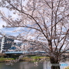 熊本市とある河川周辺の桜４
