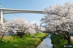 玉湯川堤の桜は長い道のり８