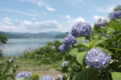 余呉湖と紫陽花５