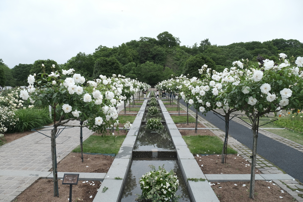 広大な薔薇園、ぎふワールドローズガーデン１０