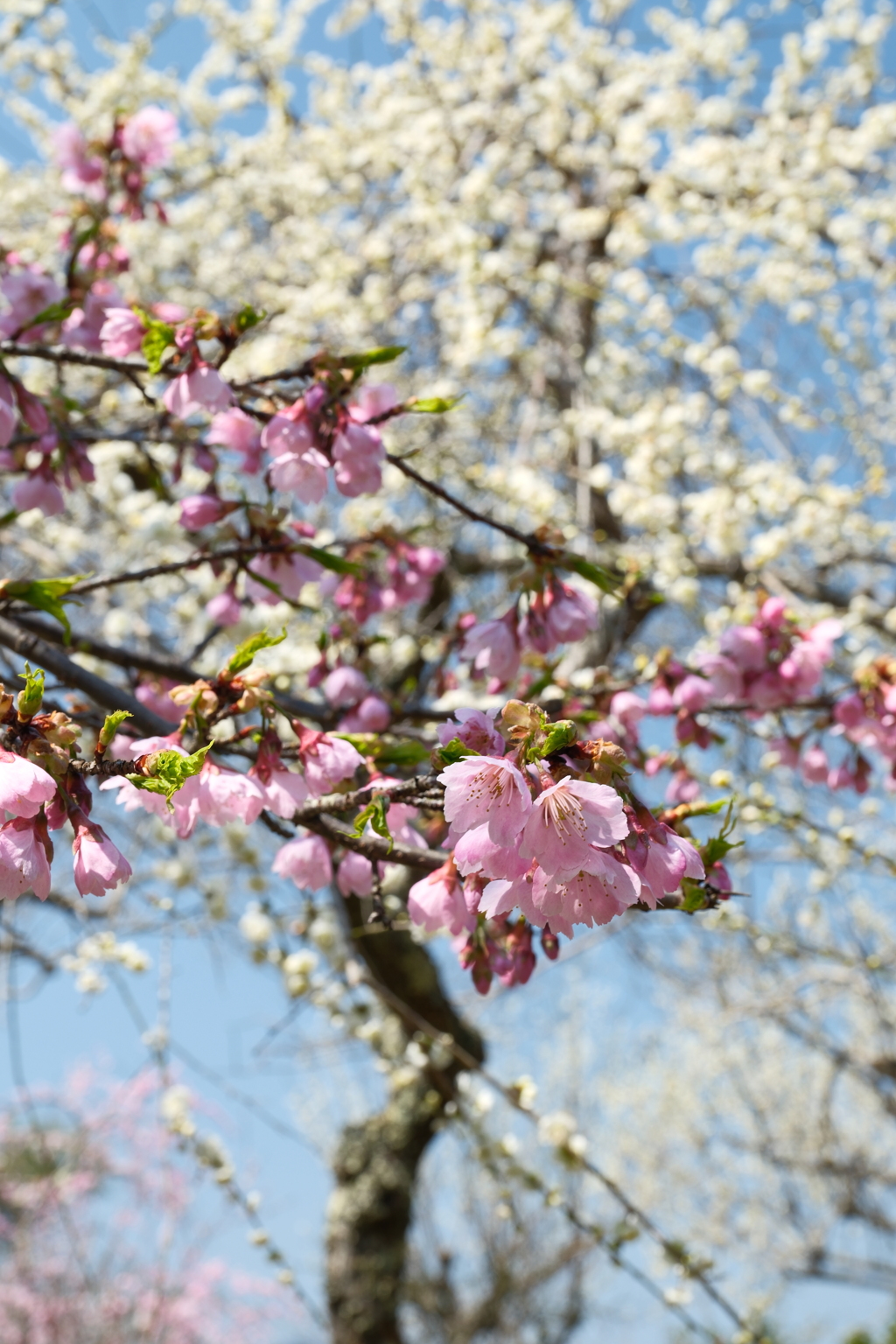 ３月後半でも満開までもう少しな梅１