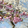 ３月後半でも満開までもう少しな梅１