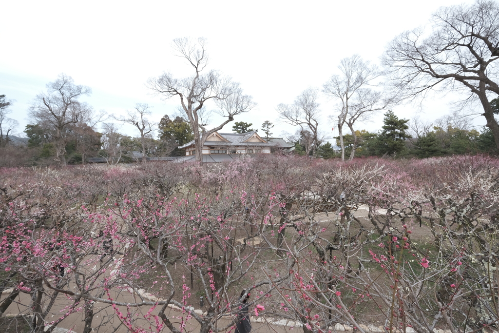 何気に京都市内の写真は久しぶり８