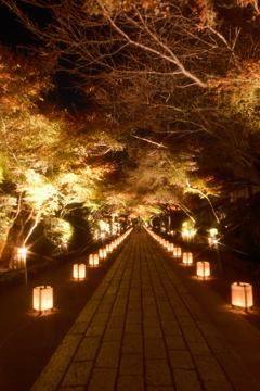 石山寺 あたら夜もみじ８