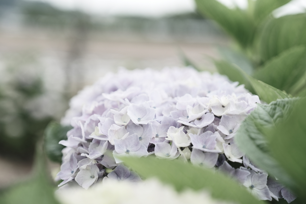 宮荘川の紫陽花１０