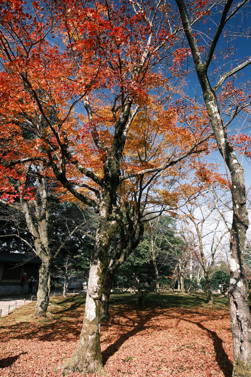 兼六園の紅葉巡り１