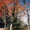 兼六園の紅葉巡り１