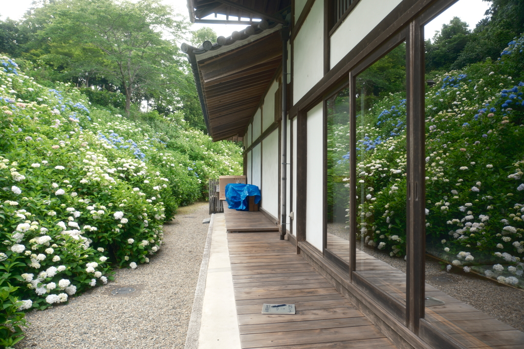 4分咲にして今年の紫陽花散策はいがいと最後３